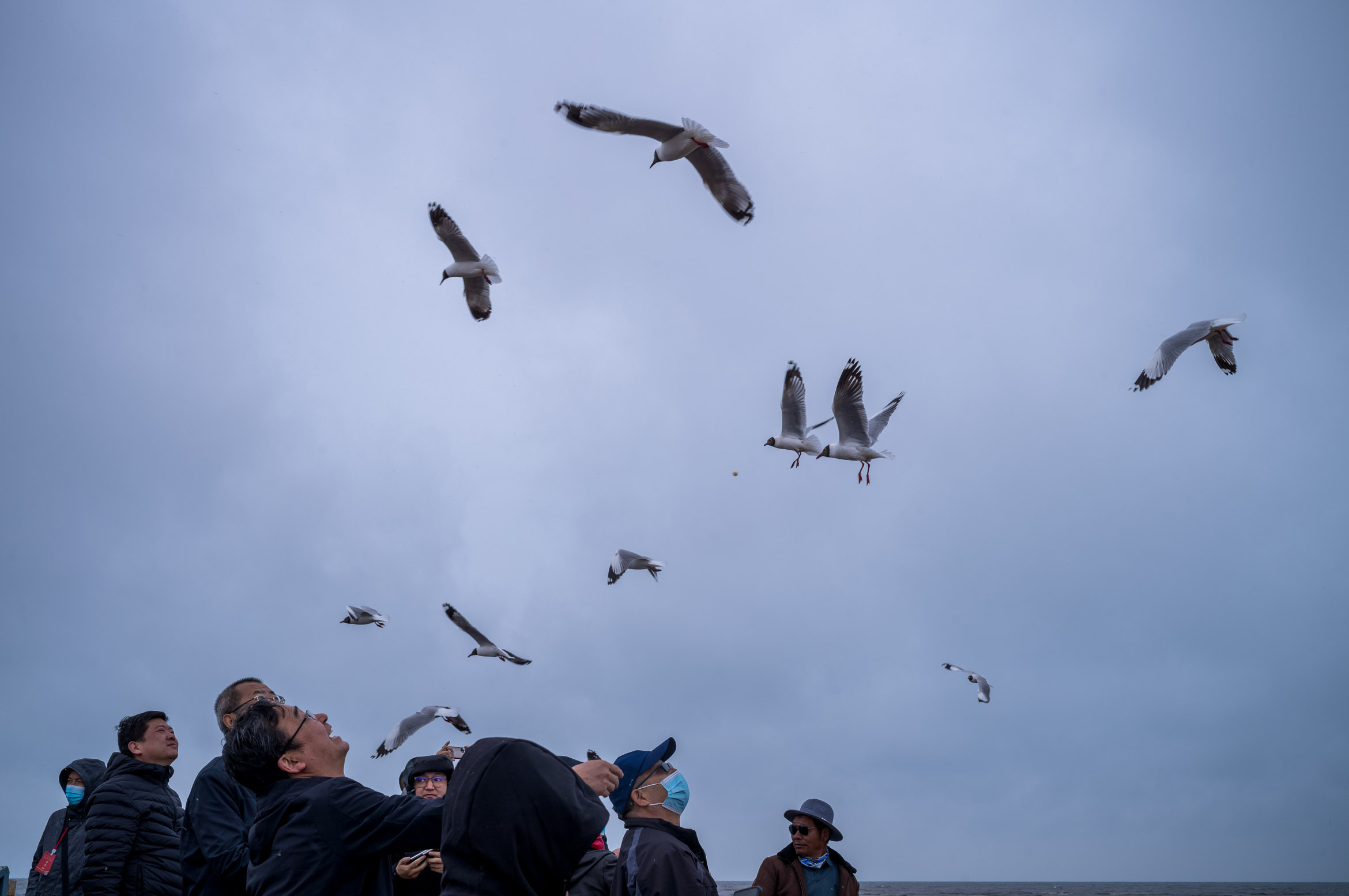 Tourists feed birds by Qinghai Lake. 游客在青海湖边喂鸟.