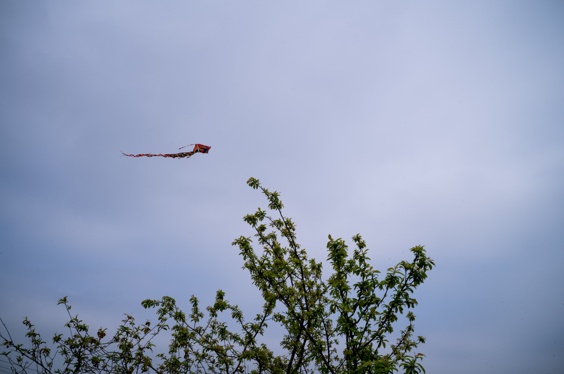 Someone is flying a kite during Qingming Festival 清明节有人在放风筝