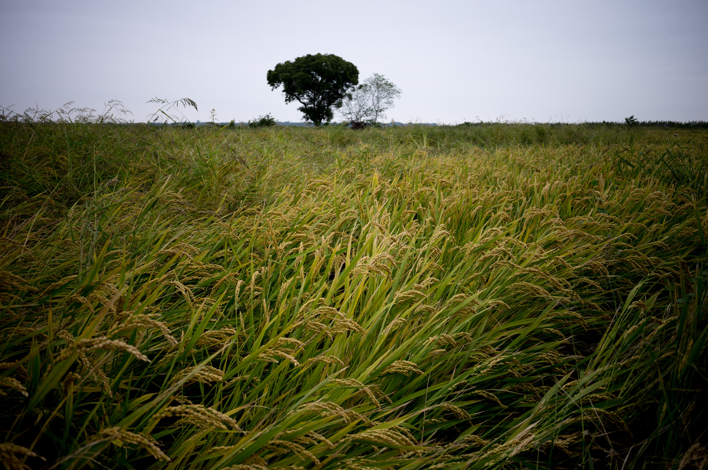 Rice fields outside Suzhou 苏州郊外的稻田