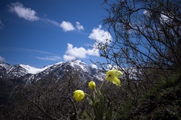 Meconopsis integrifolia 全缘叶绿绒蒿