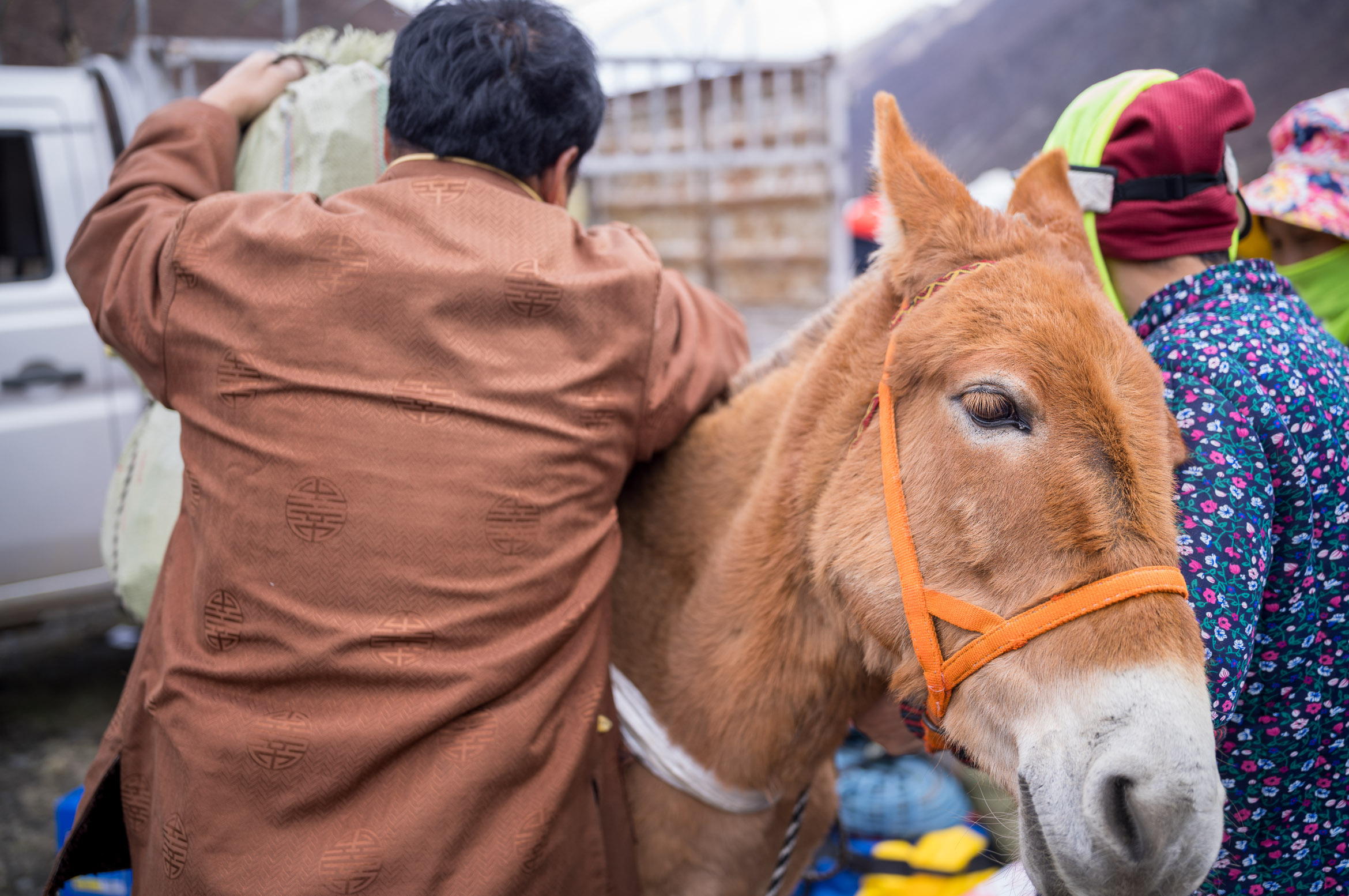 Little mule carrying supplies to the camp one 小骡子驮运物质去C1营地